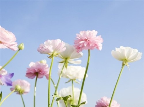 clear flower